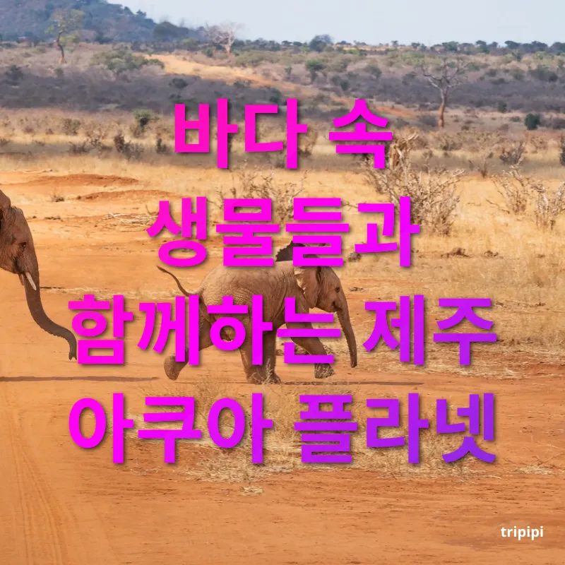 가족여행 - 바다 속 생물들과 함께하는 제주 아쿠아 플라넷 가족여행 바다 속 생물들과 함께하는 제주 아쿠아 플라넷 관련 이미지