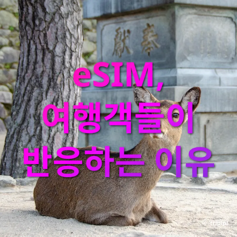 해외 데이터 로밍 eSIM, 여행객들이 반응하는 이유 관련 이미지