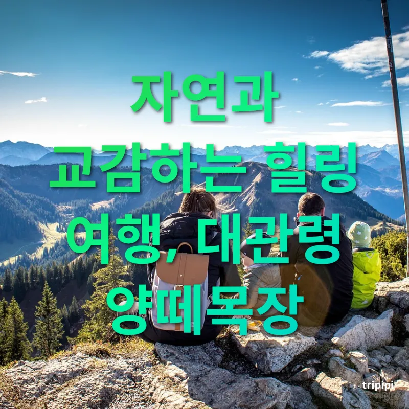 가족여행 - 자연과 교감하는 힐링 여행, 대관령 양떼목장 가족여행 자연과 교감하는 힐링 여행, 대관령 양떼목장 관련 이미지